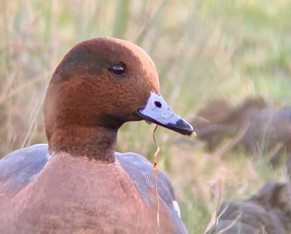 Eurasian Wigeon - ML646844749