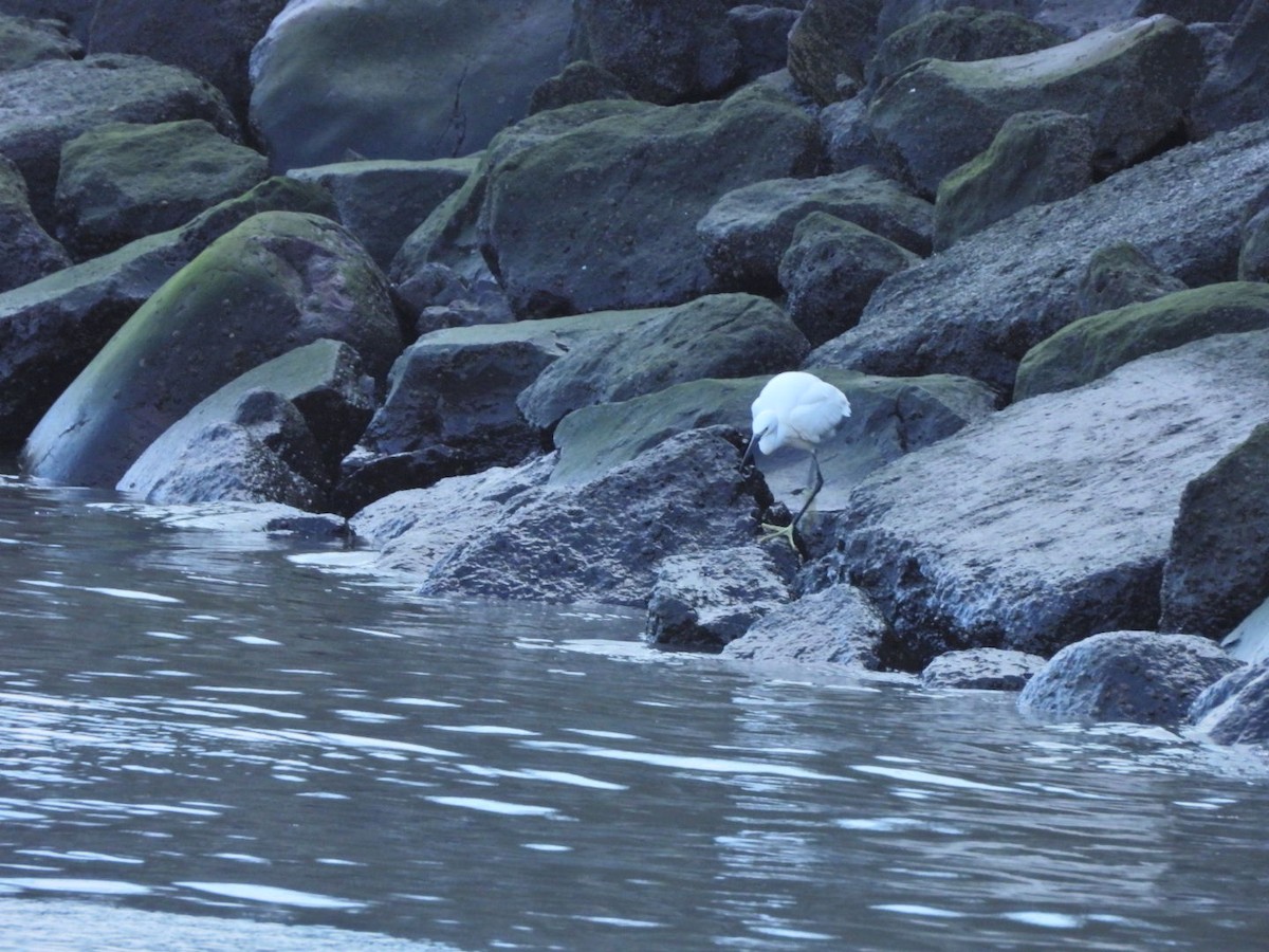 Малая белая цапля - ML646844751