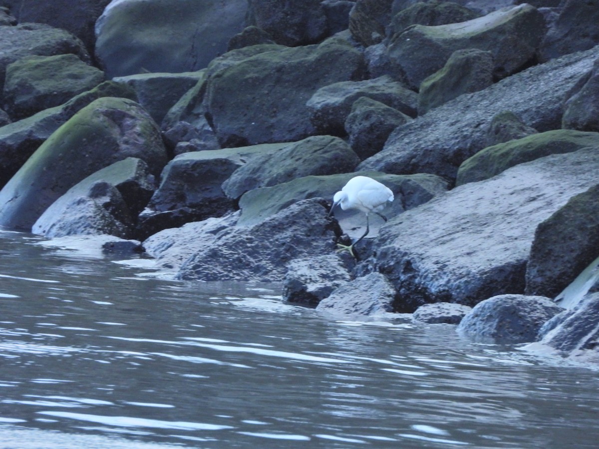 Малая белая цапля - ML646844752