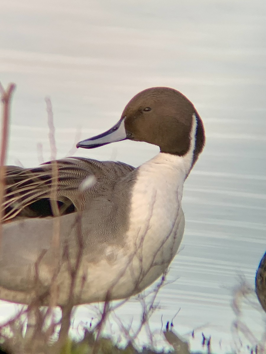 Northern Pintail - ML646844754