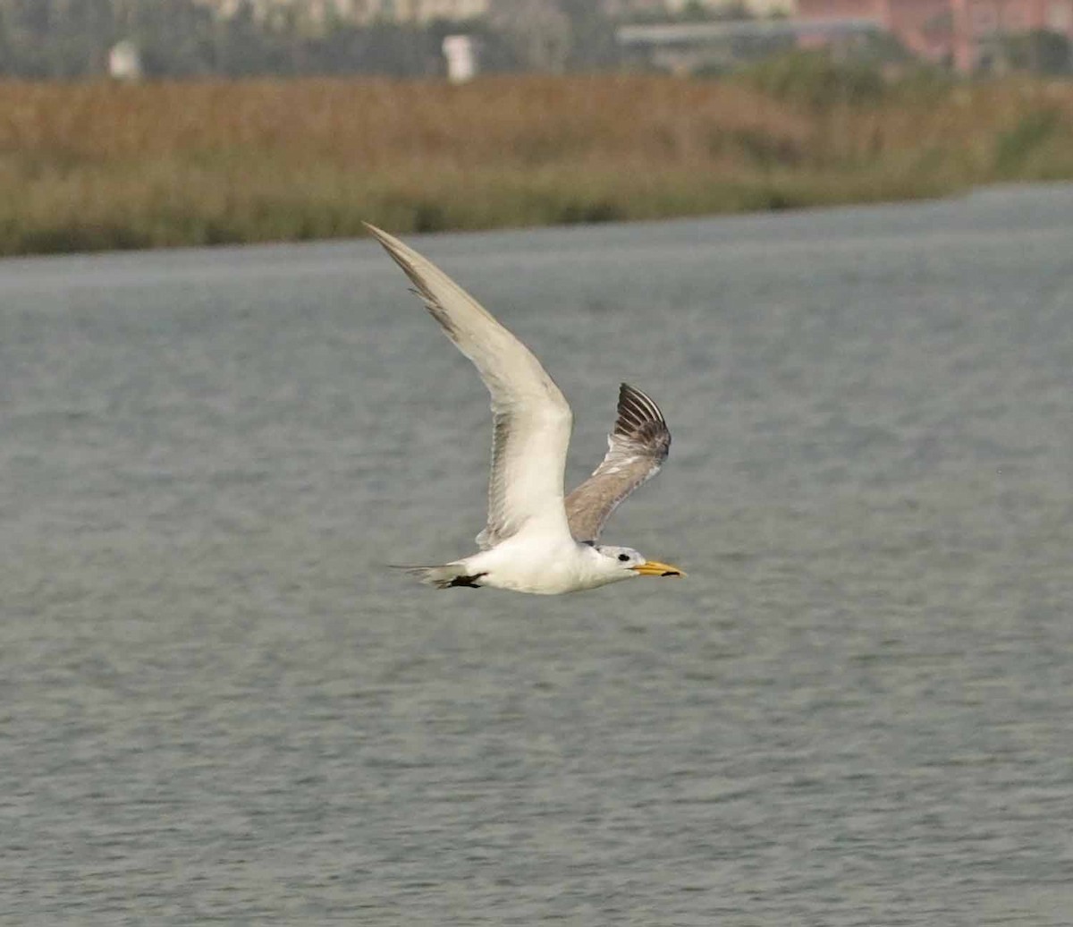 Tepeli Büyük Sumru - ML646844756