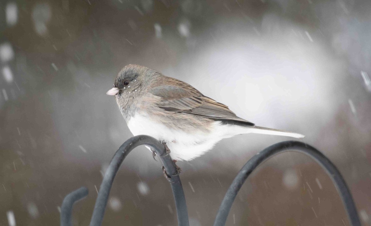 Junco Ojioscuro - ML646844757