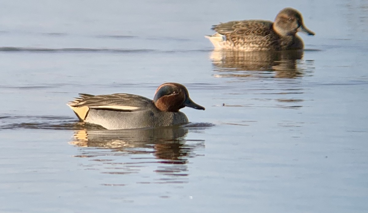 Green-winged Teal (Eurasian) - ML646844762