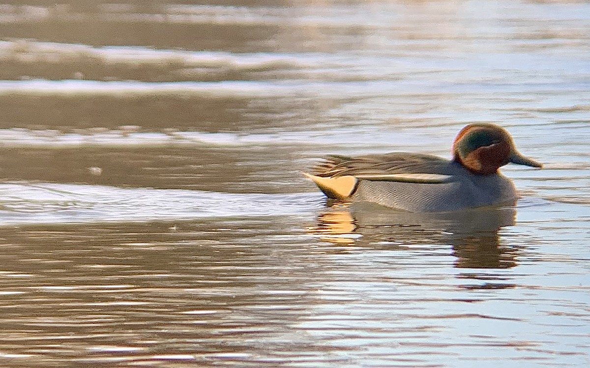 Green-winged Teal (Eurasian) - ML646844763