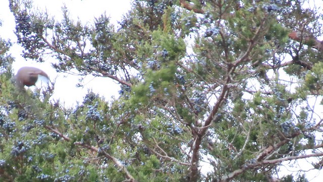 Cedar Waxwing - ML646844765