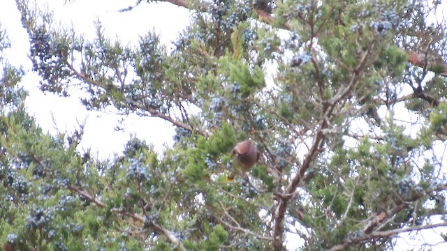 Cedar Waxwing - ML646844766