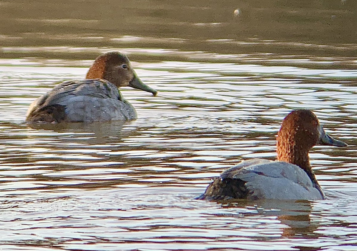 taffeland - ML646844767