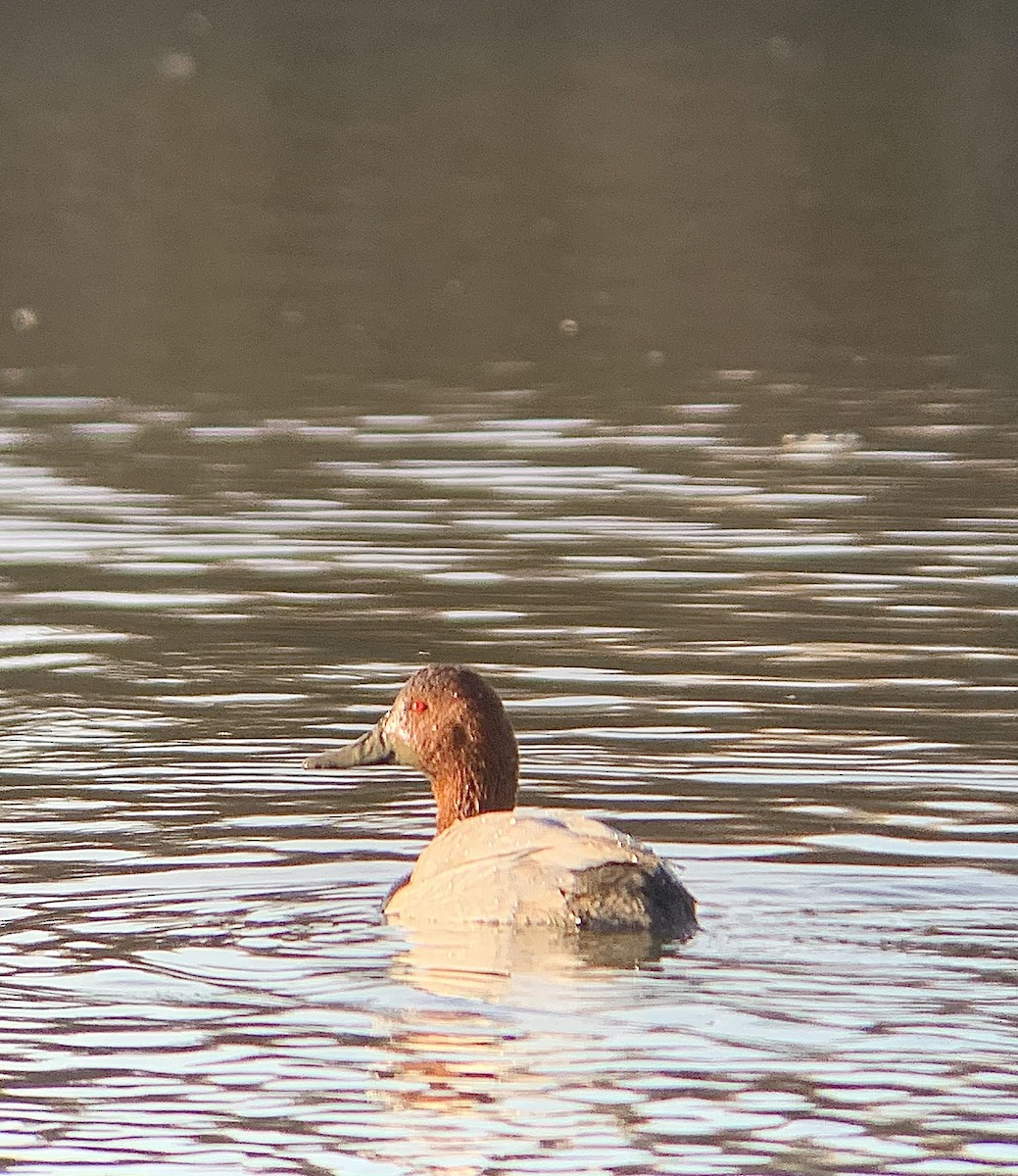 taffeland - ML646844768