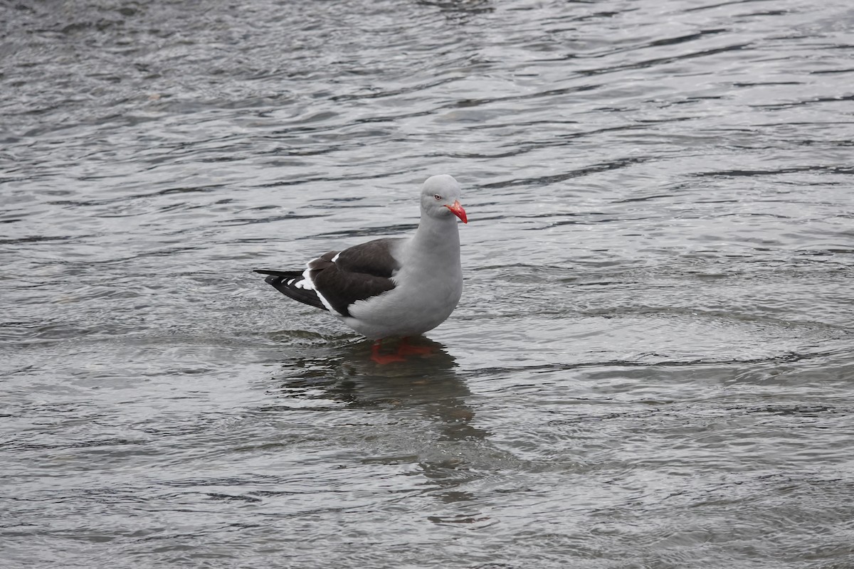 Goéland de Scoresby - ML646844769