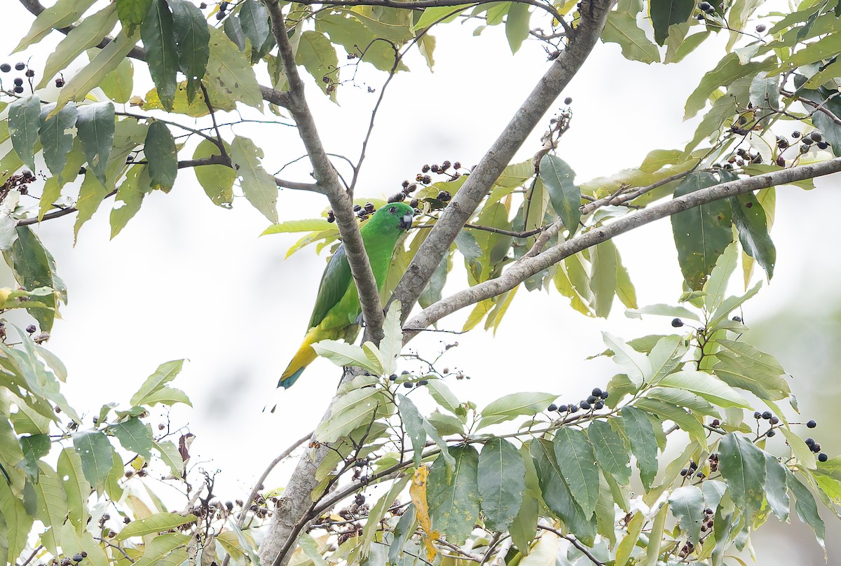 Palette de Buru - ML646844777