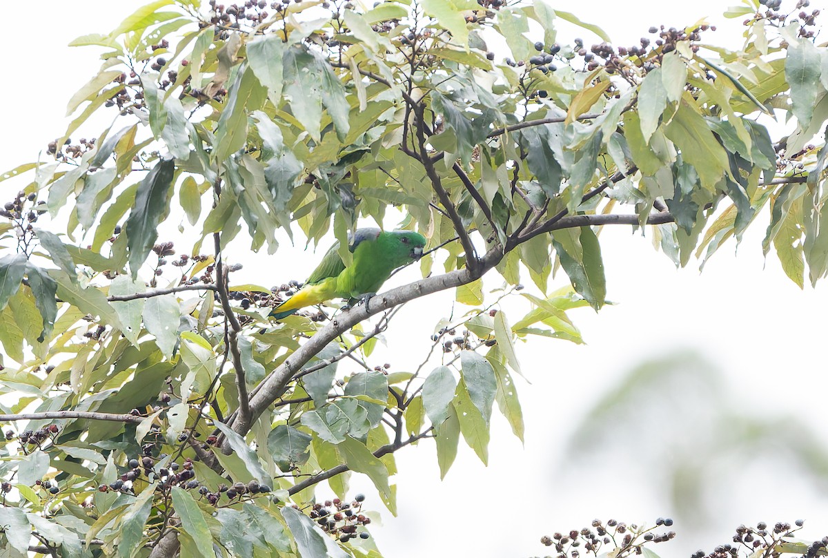Palette de Buru - ML646844778
