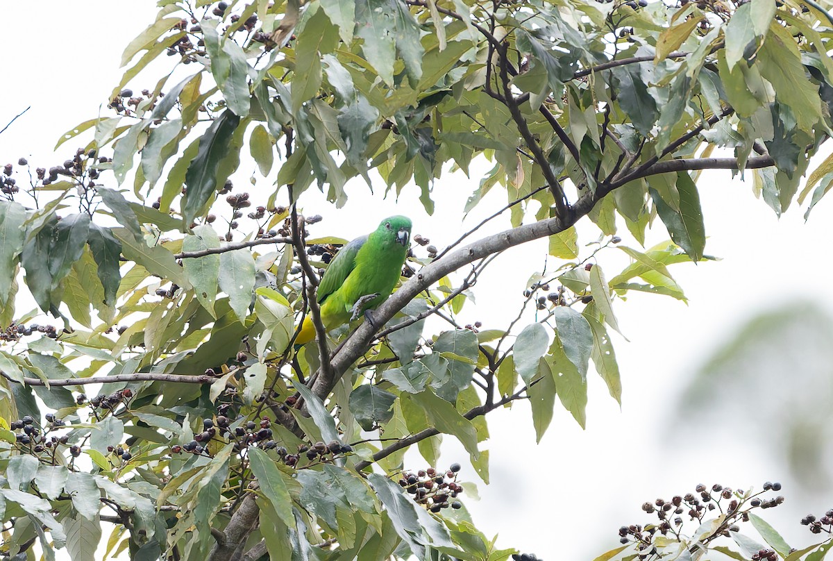 Palette de Buru - ML646844779