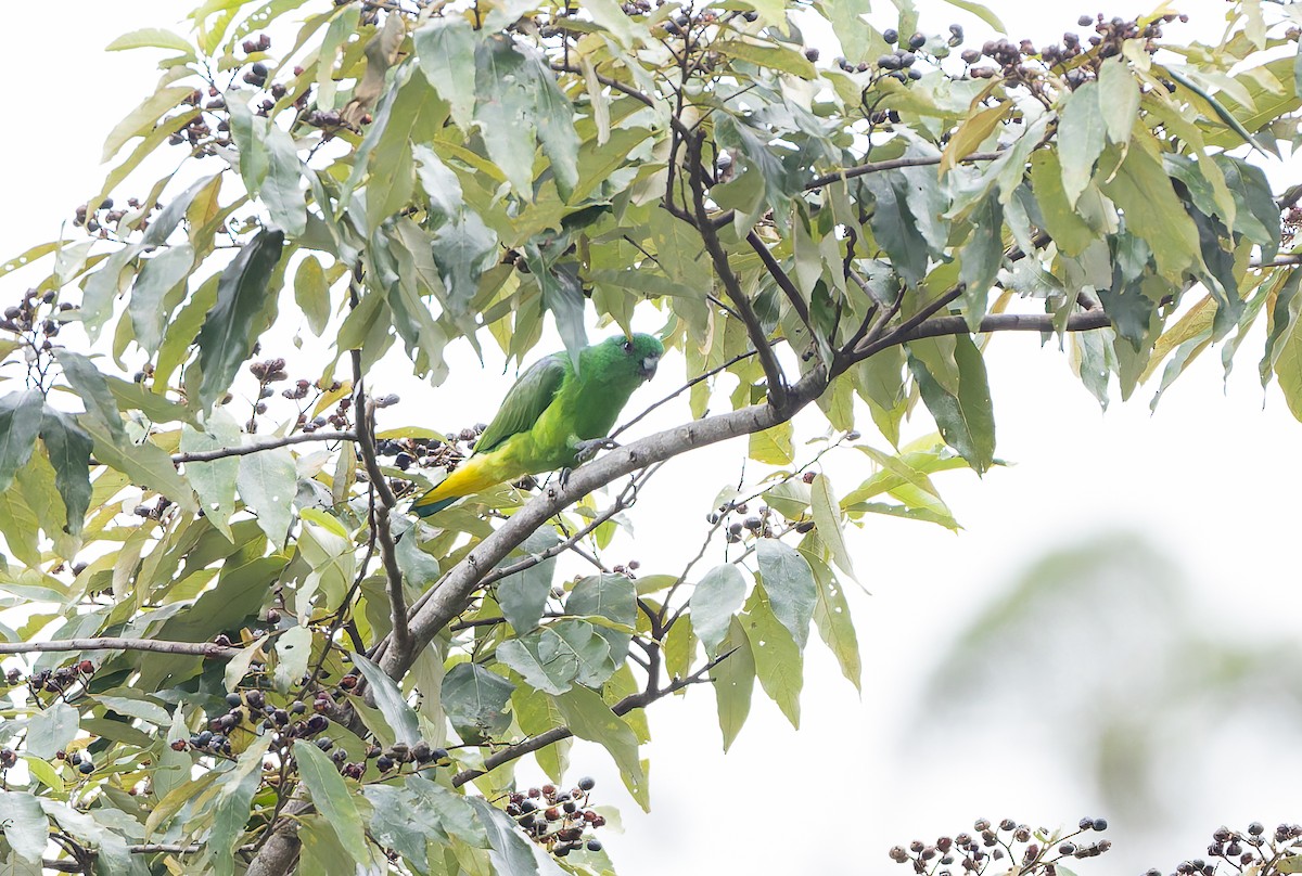 Palette de Buru - ML646844780