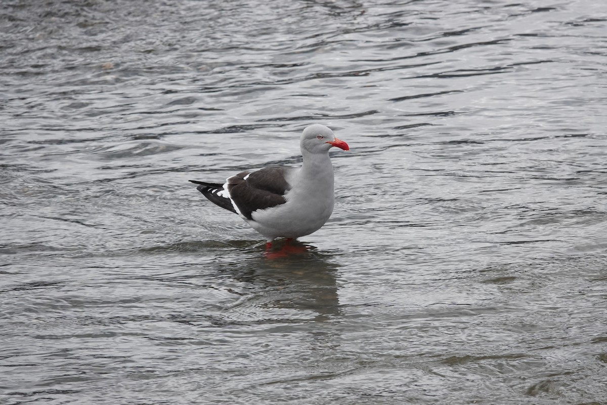 Goéland de Scoresby - ML646844781