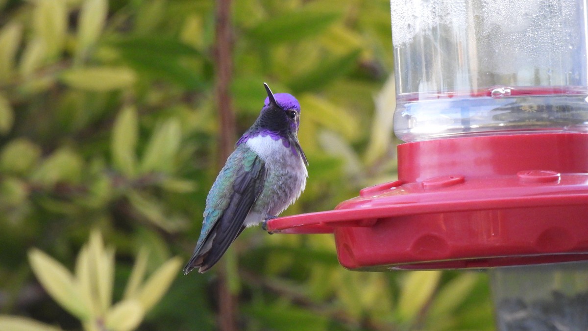 コスタハチドリ - ML646844782