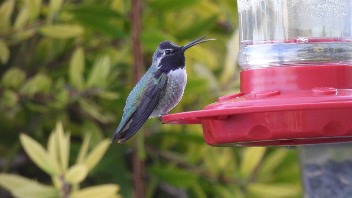 コスタハチドリ - ML646844783