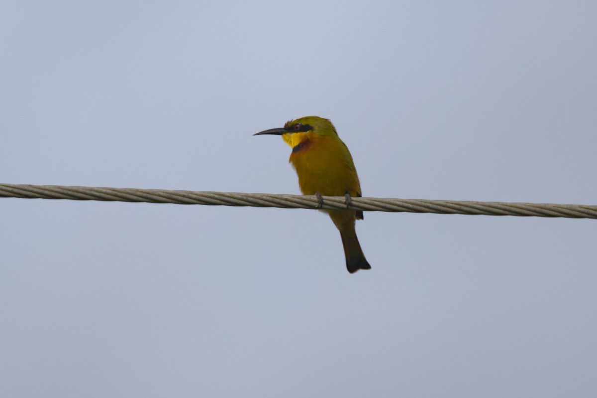 Zwergspint - ML646844784