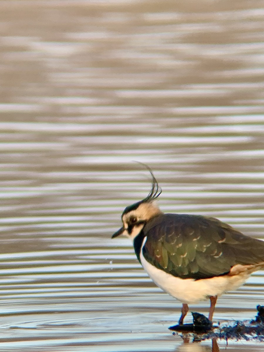 Northern Lapwing - ML646844786