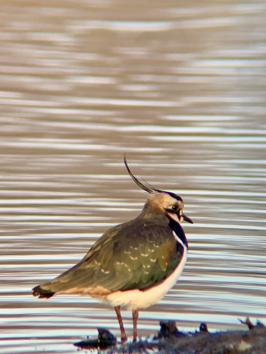 Northern Lapwing - ML646844787