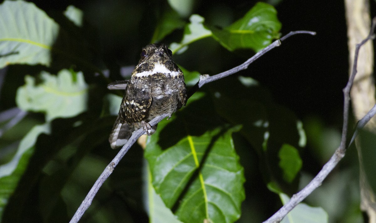 コヨタカ - ML646844791