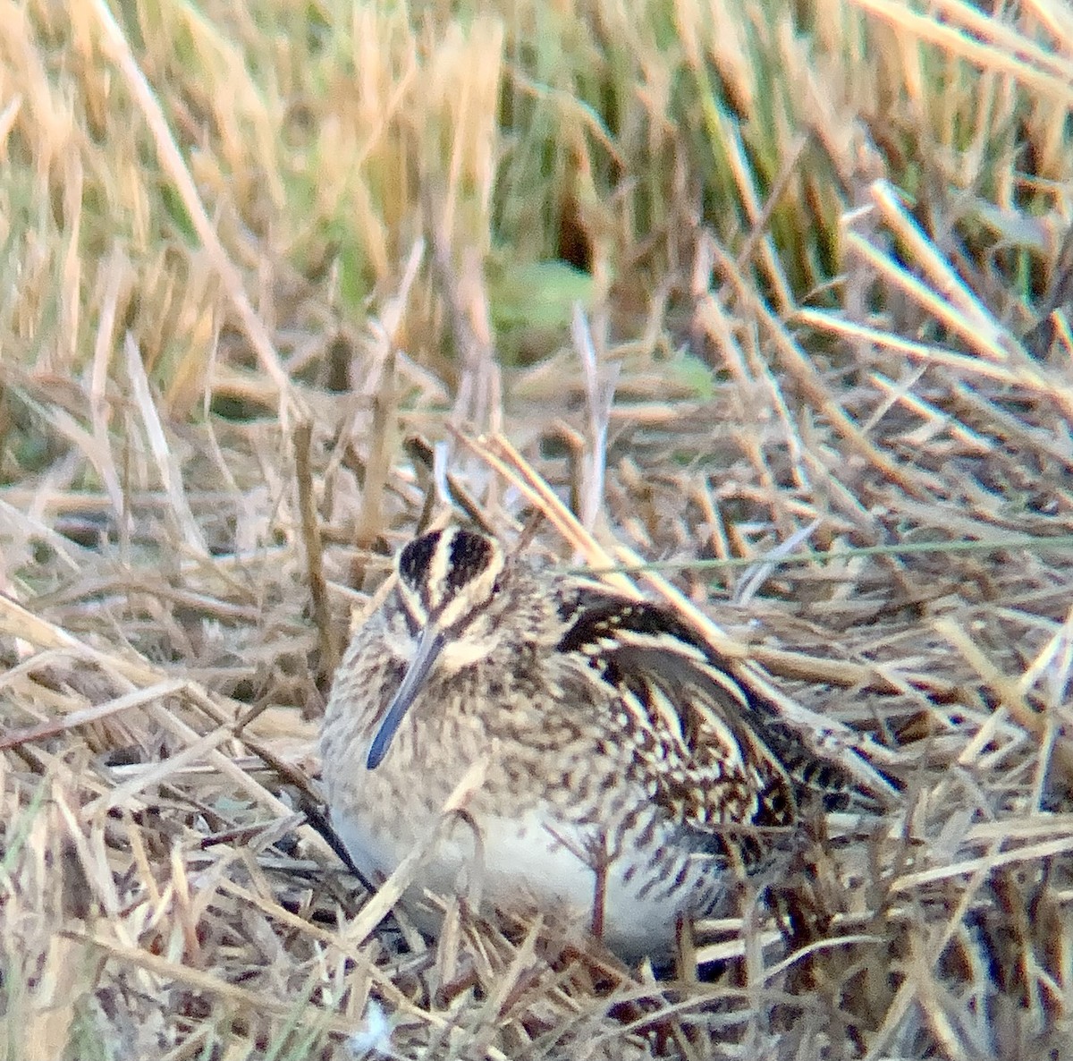 Common Snipe - ML646844797