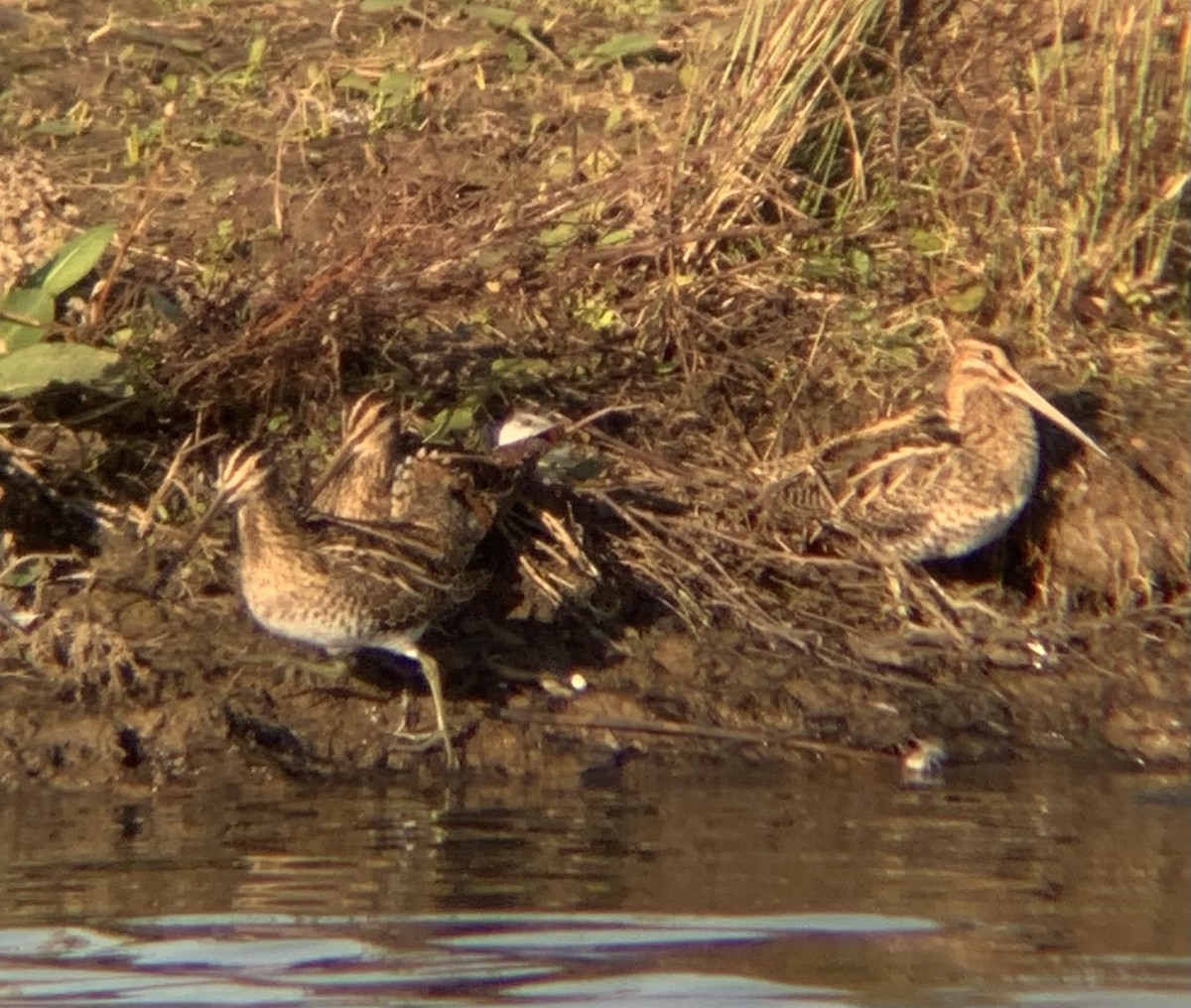 Common Snipe - ML646844798