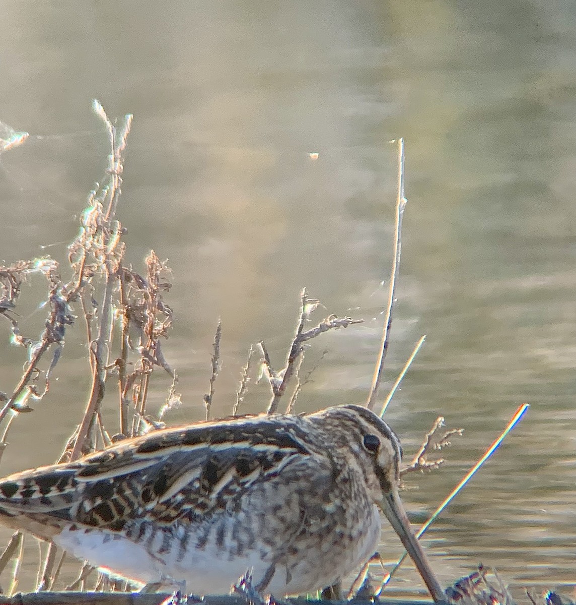 Common Snipe - ML646844799