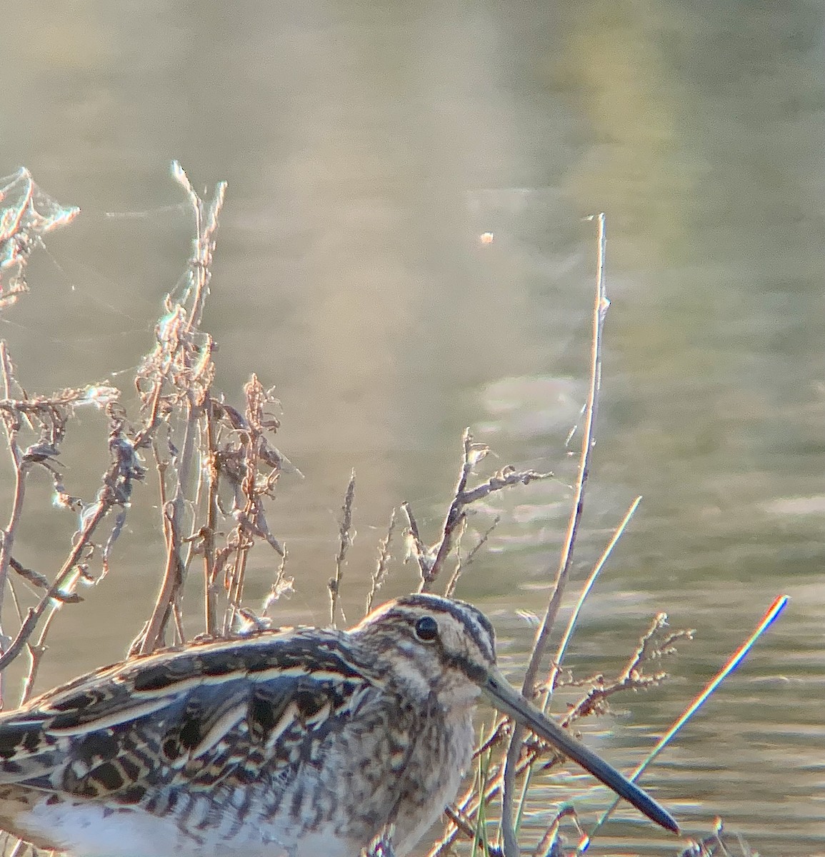 Common Snipe - ML646844800
