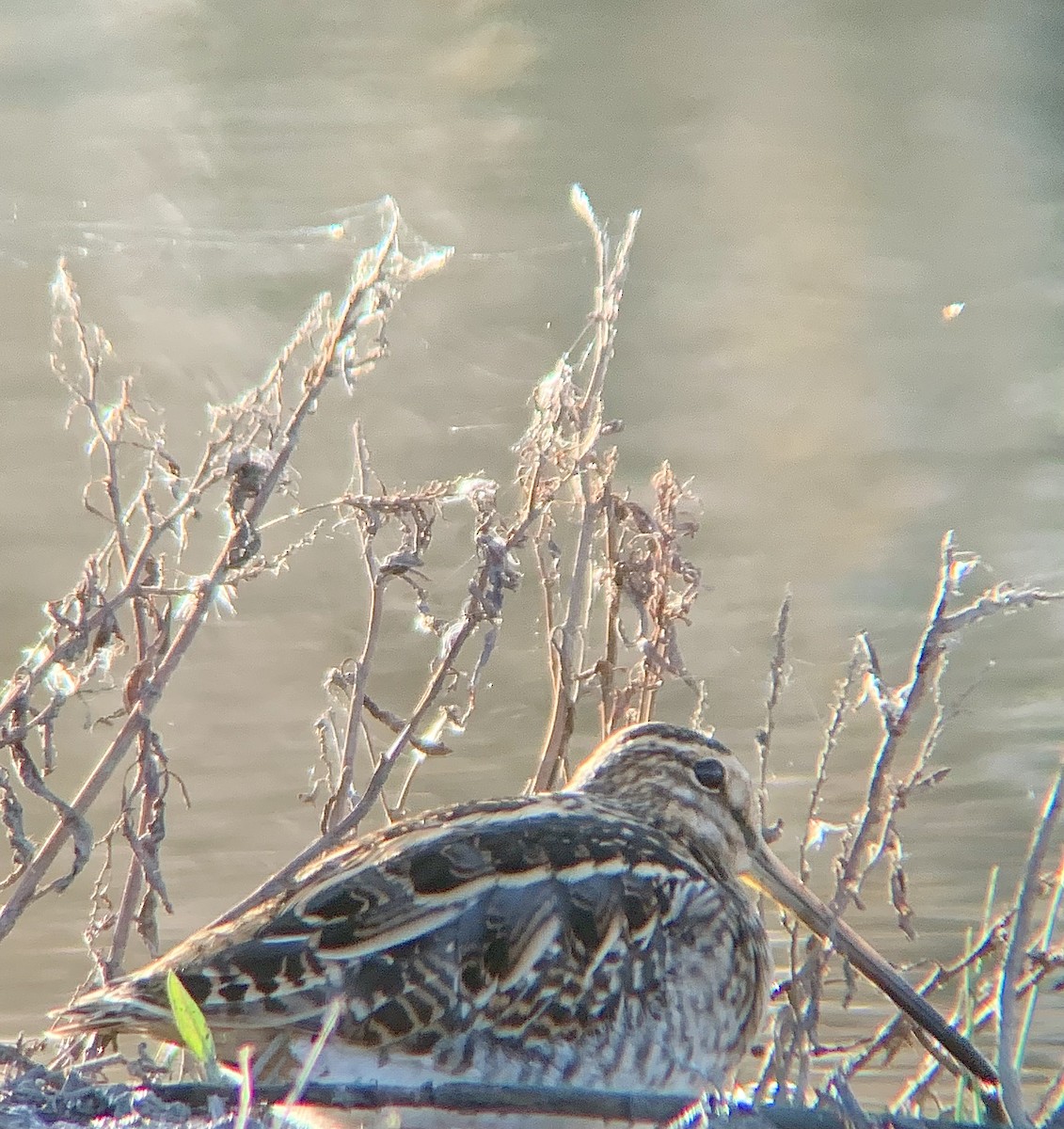 Common Snipe - ML646844801