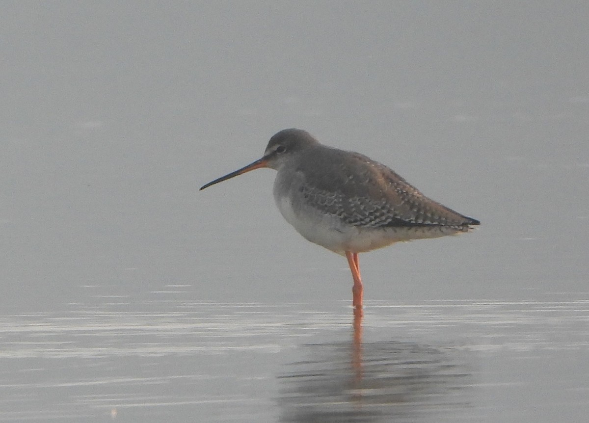 鶴鷸 - ML646844803