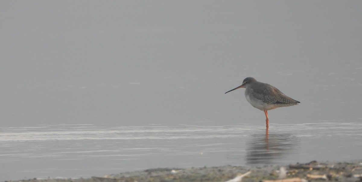 鶴鷸 - ML646844804