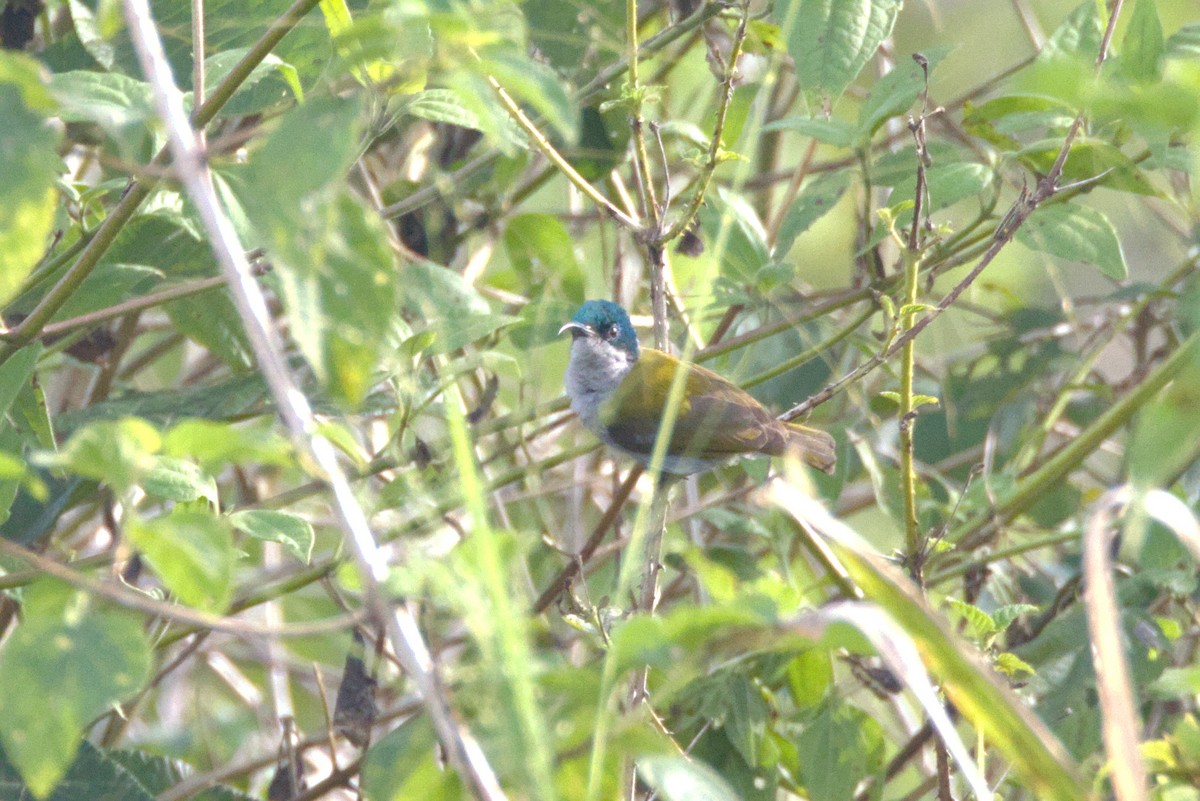 Grünkopf-Nektarvogel (verticalis/viridisplendens) - ML646844807