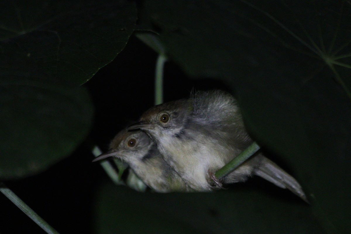 Terzikuşu - ML646844813