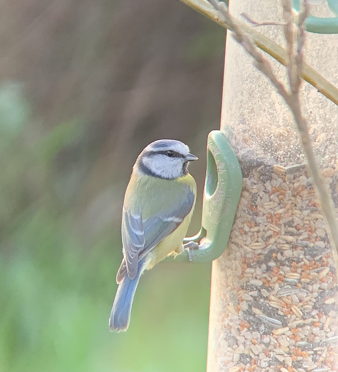Eurasian Blue Tit - ML646844815