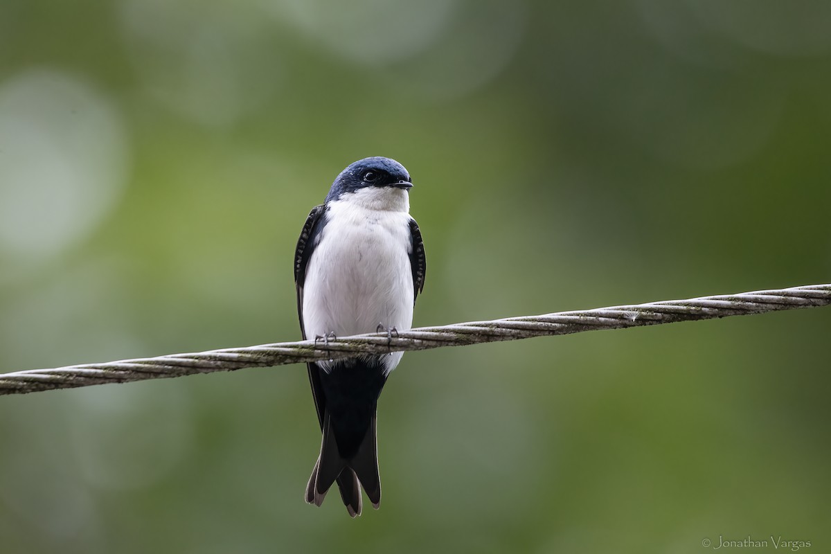 アイイロツバメ - ML646844816