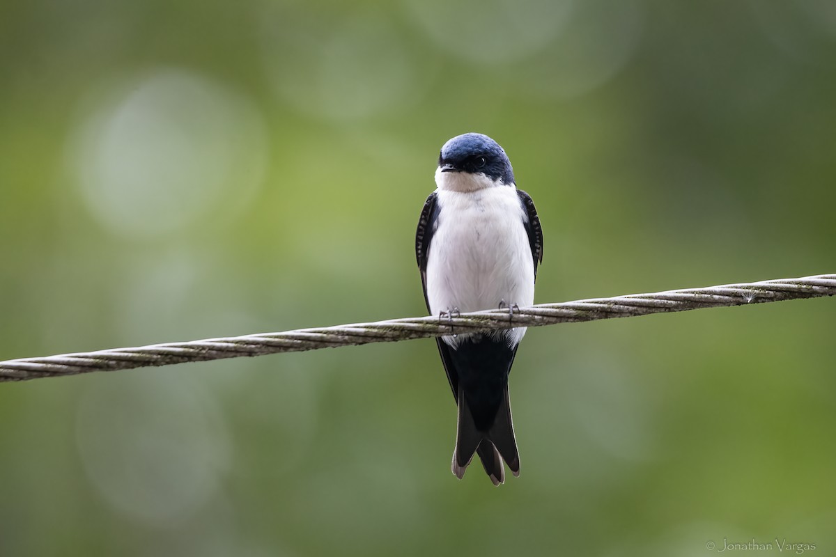 アイイロツバメ - ML646844817