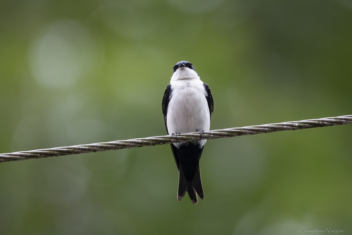 アイイロツバメ - ML646844818