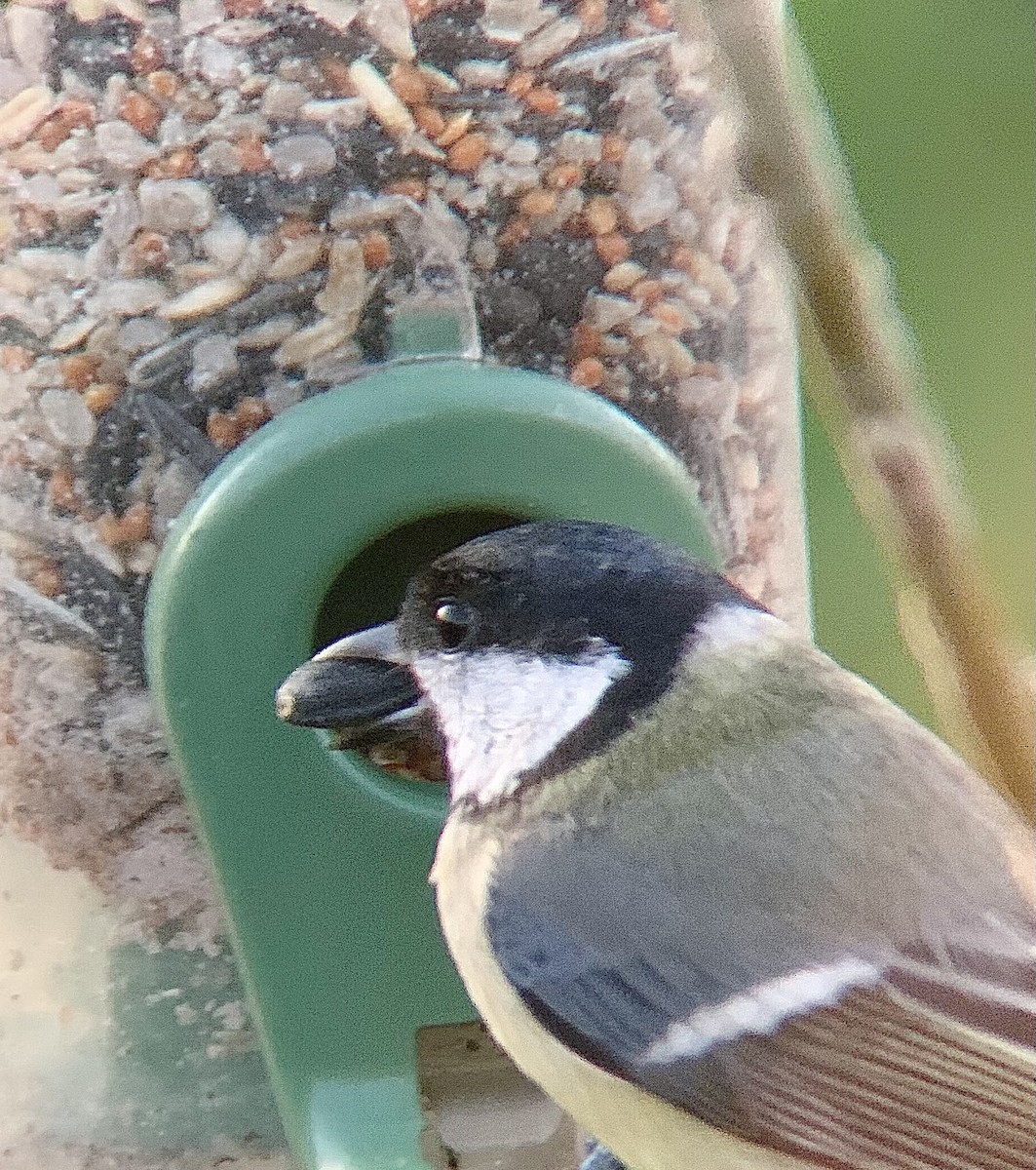 Great Tit - ML646844826