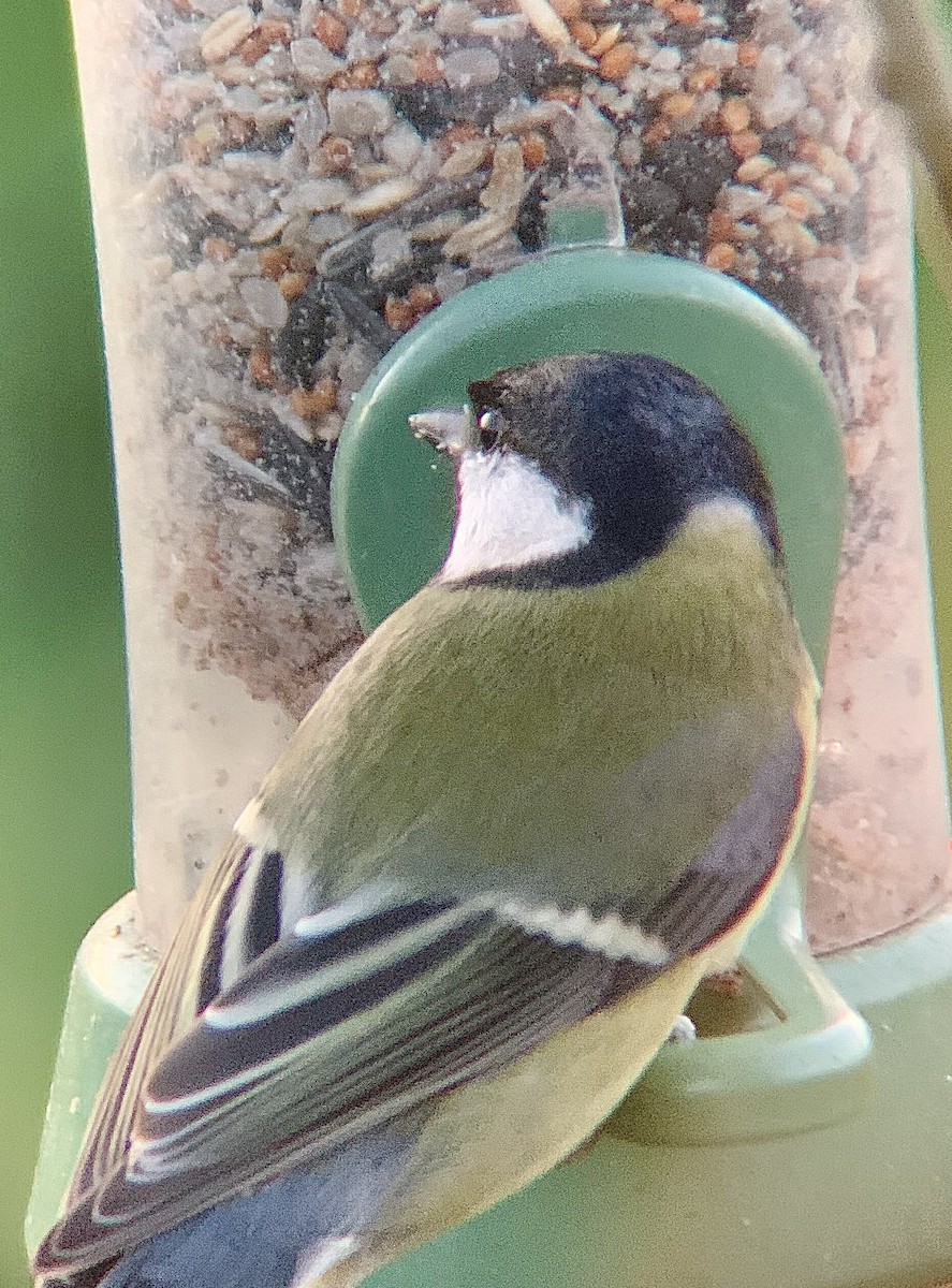 Great Tit - ML646844827