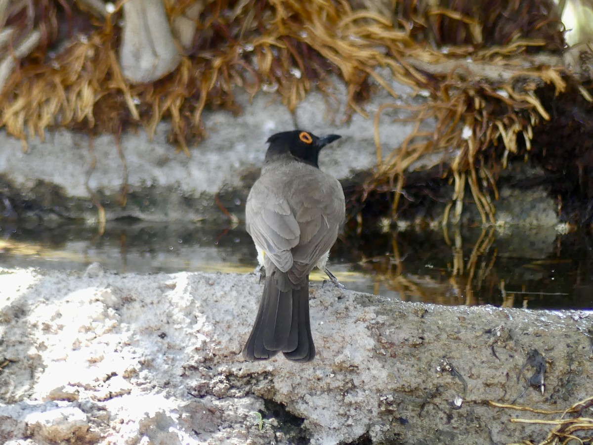 Black-fronted Bulbul - ML646844830