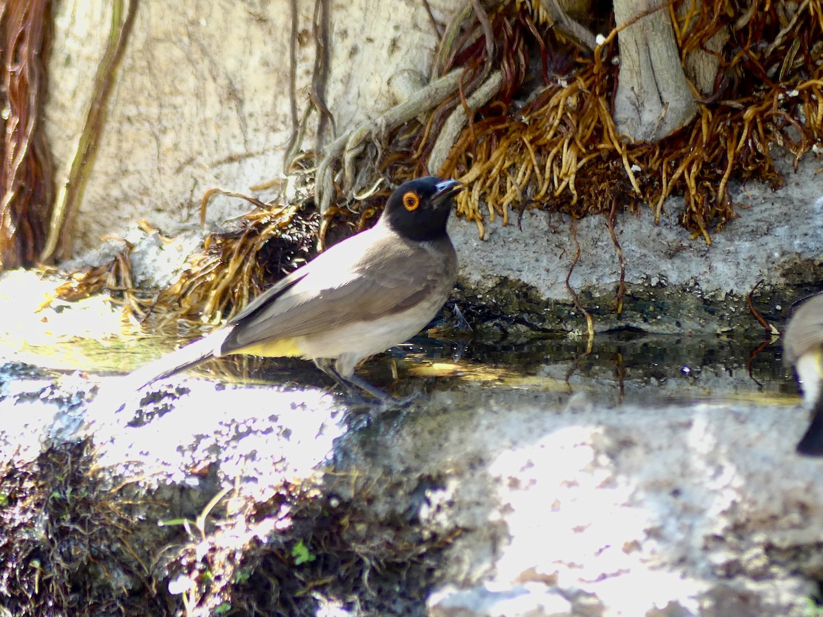 Black-fronted Bulbul - ML646844831