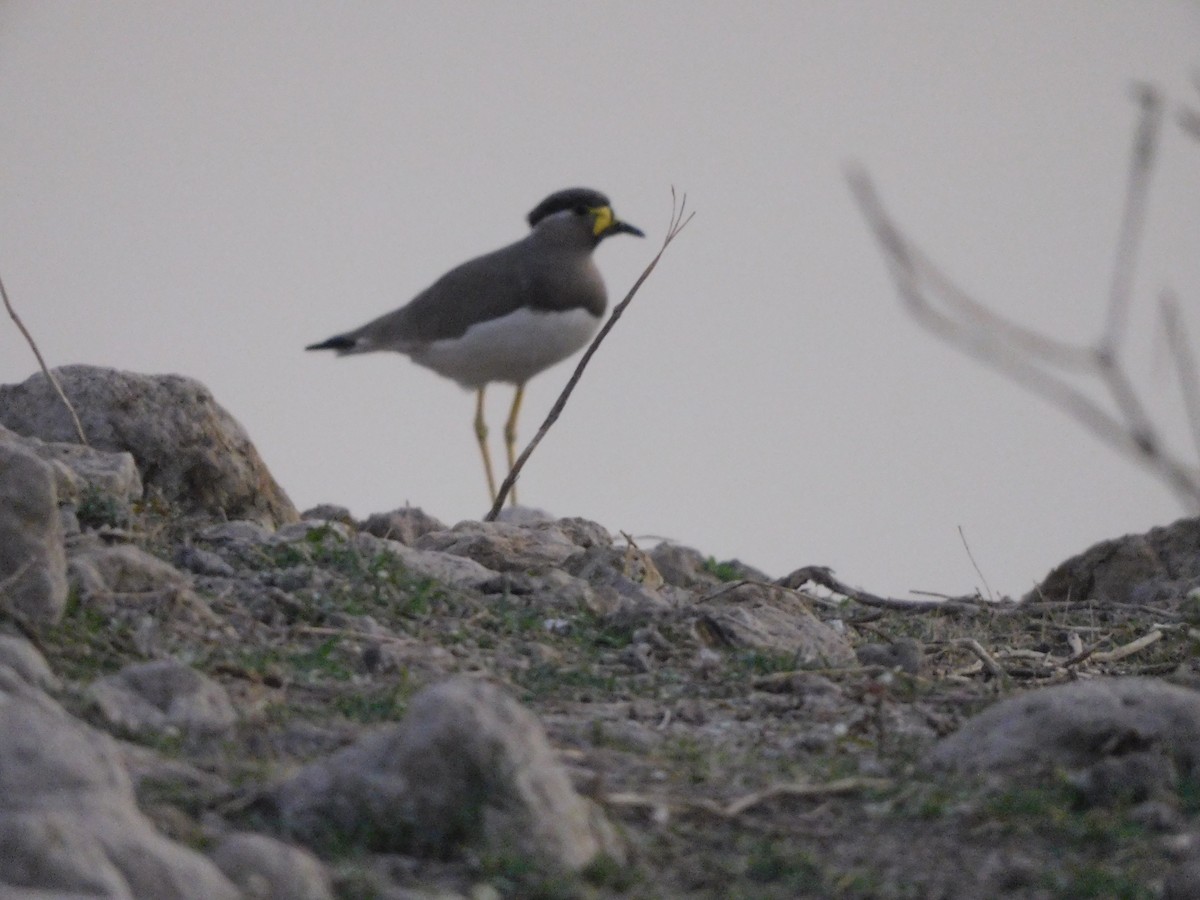 Yellow-wattled Lapwing - ML646844838
