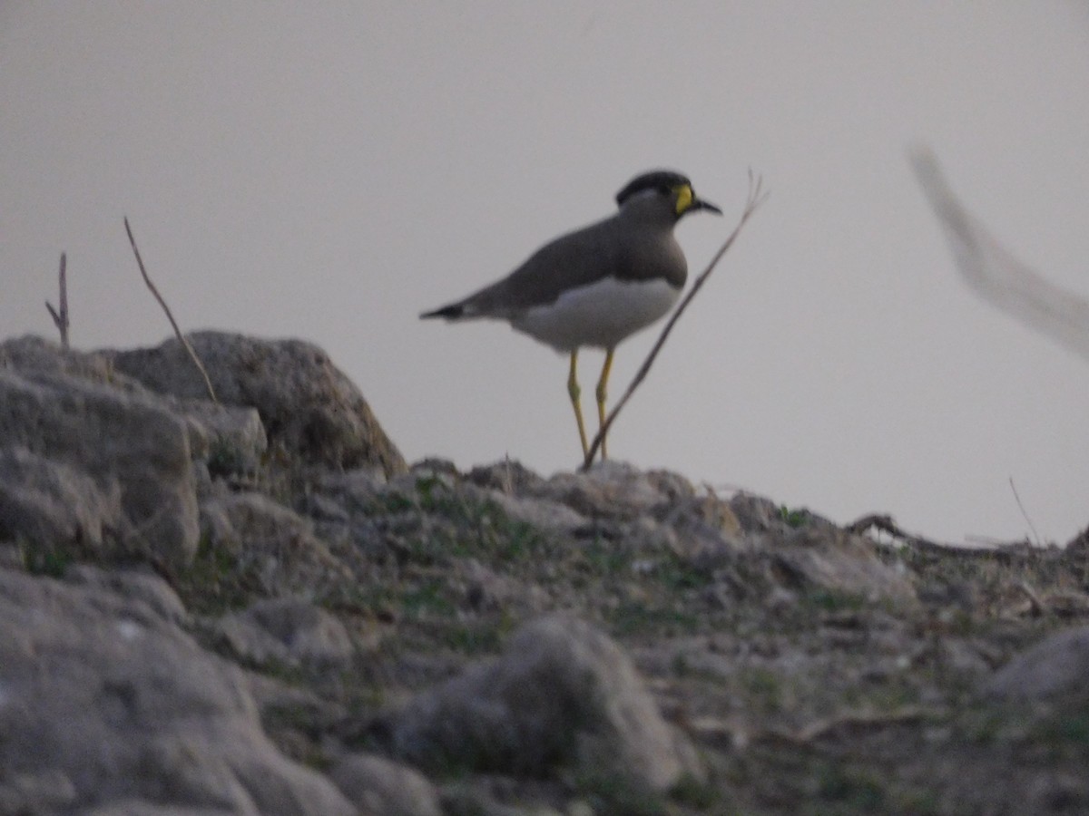Yellow-wattled Lapwing - ML646844841