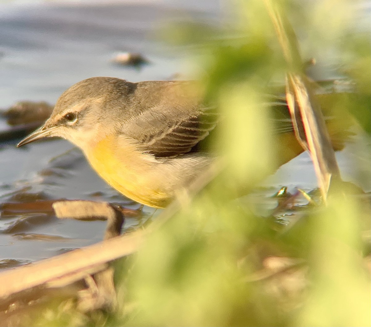 Gray Wagtail - ML646844851