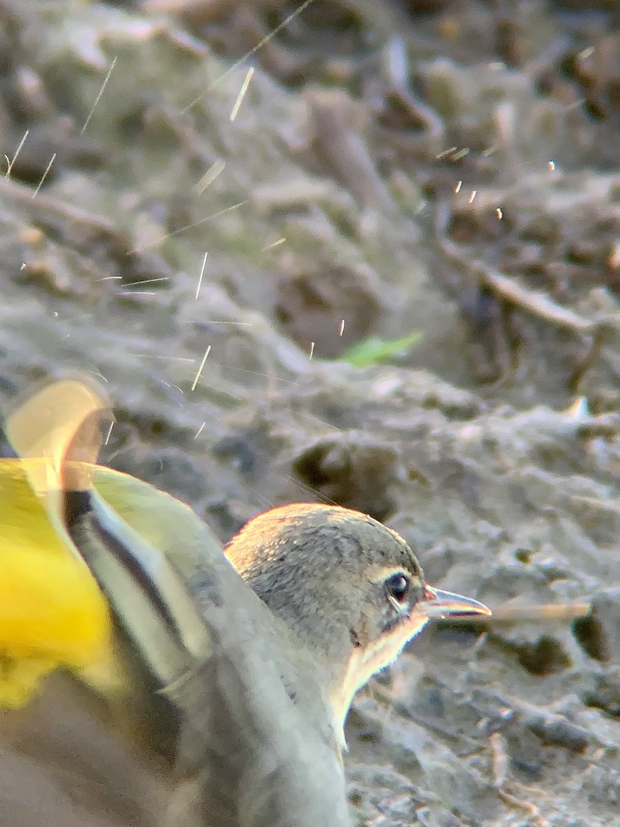 Gray Wagtail - ML646844852