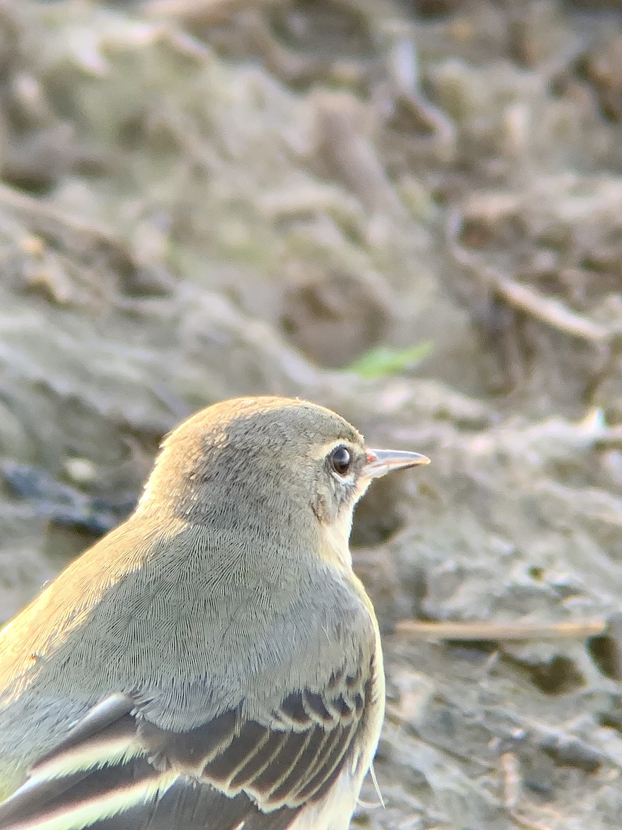 Gray Wagtail - ML646844853