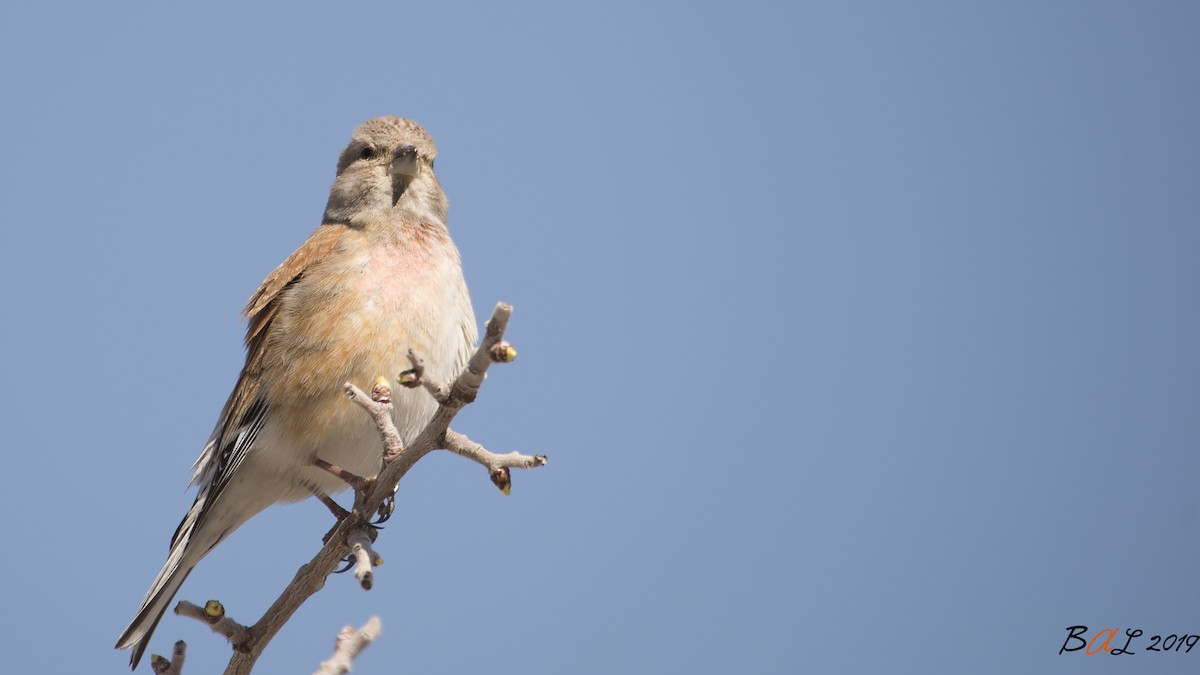 Eurasian Linnet - ML646844854