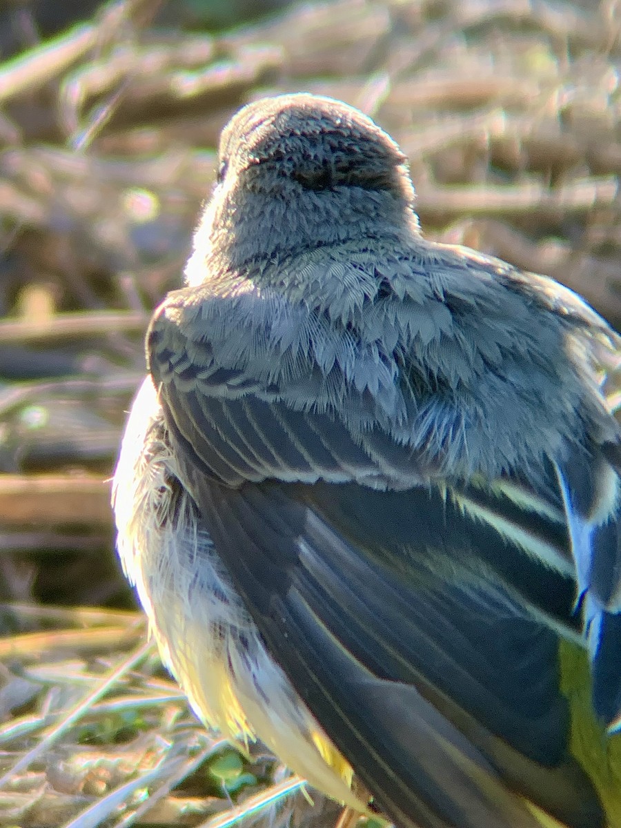 Gray Wagtail - ML646844855