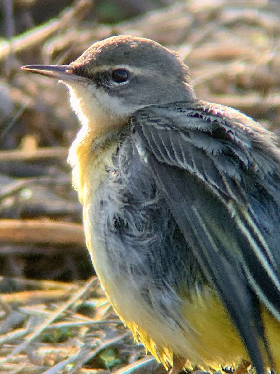 Gray Wagtail - ML646844857