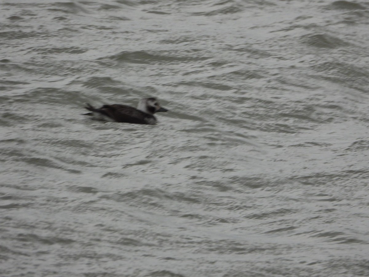Long-tailed Duck - ML646844858